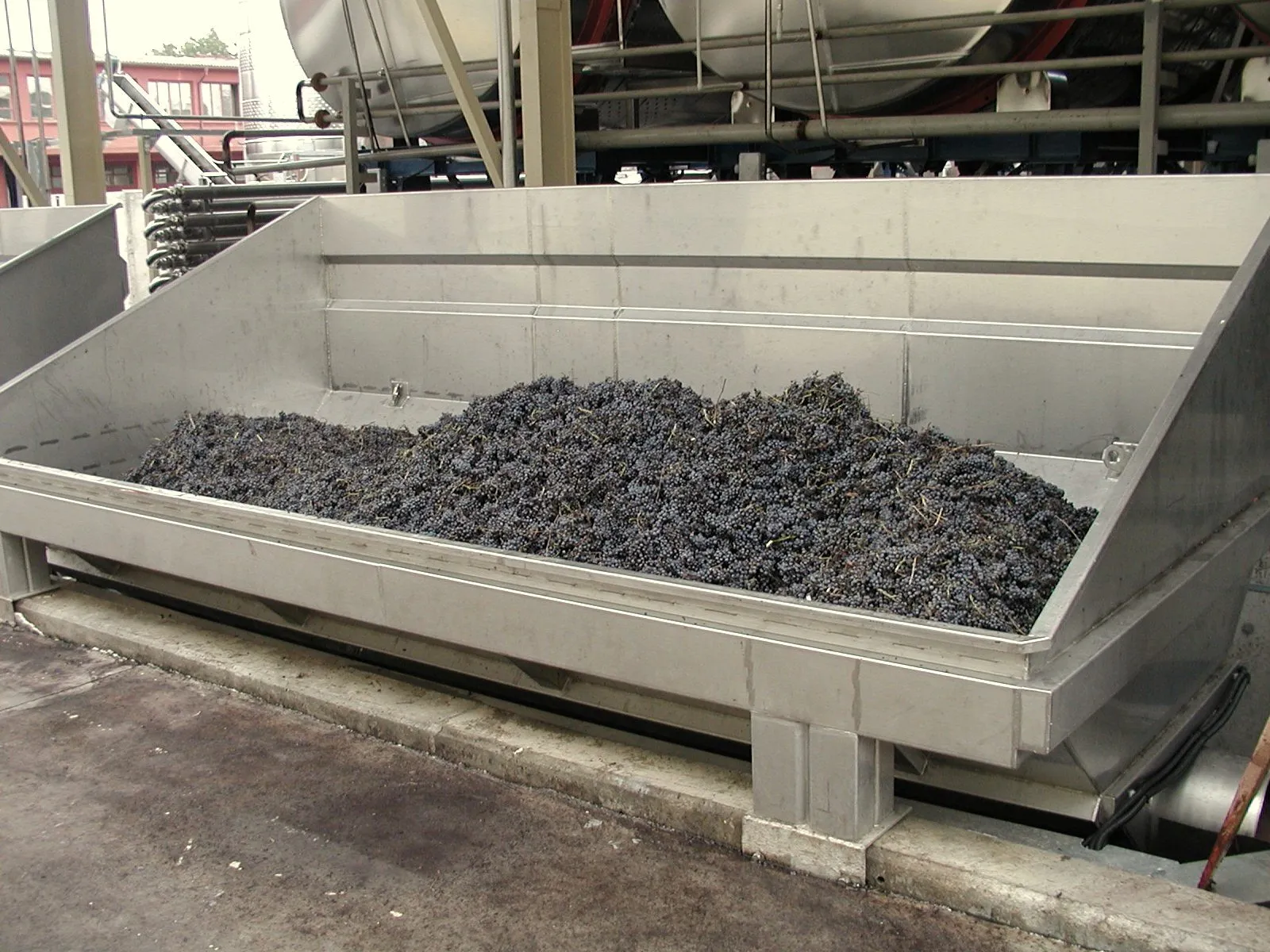 Grapes in the intake hopper at harvest